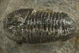 Two Detailed Gerastos Trilobite Fossils - Morocco #331982-1